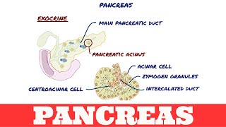 Histology of Pancreas [upl. by Ambie]