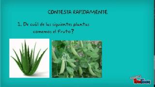 LAS PLANTAS Y SU UTILIDAD [upl. by Bunow]