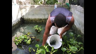 momento exacto para desmachar nuestro peces betta [upl. by Arais]