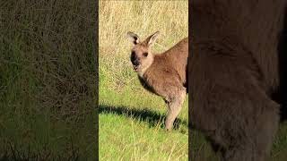 A kangaroo dropped in for breakfast 🦘 wildlife nature kangaroo [upl. by Chelsey]