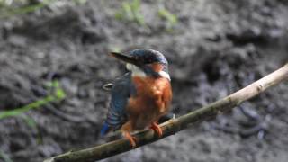 EisvogelWeibchen badet und frißt Fisch [upl. by Atileda465]