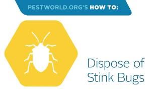 How to Dispose of a Stink Bug [upl. by Akeber]