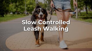 Controlled Leash Walking A Rehabilitation Technique for your Dog [upl. by Llerreg]