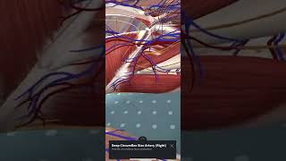 Fascia iliaca Anatomy by Augmented Reality  3D4 Medical’s Complete Anatomy App [upl. by Emelin]