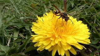 Asian Paper Wasp Queen Visits Dandelion Flowers in Mid Spring [upl. by Latona630]