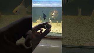 Aquarium Fish Food Feeding tigerbarbfish barbfish fishfood viralshort [upl. by Yrannav]