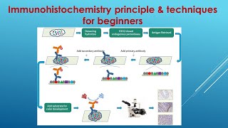 Immunohistochemistry Explained Principle and Techniques for beginners [upl. by Aetnahs]