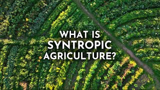 Syntropic Agriculture amp How It Can Transform the Future of Farming  Joshua Sparkes [upl. by Kikelia]