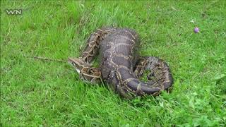 Una serpiente Pitón devora a una mujer Indonesia [upl. by Nrubyar]