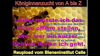 Königinzuchtmethoden alt aber sehr gut Kurzinfo zu dem Video Volle Länge per pN [upl. by Dusen937]