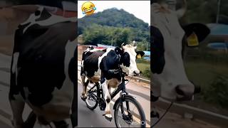 Cow cycle racecomedy shortsfeed shorts [upl. by Gnik]