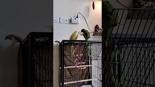 Funny birds fight 🤣 shorts cutebirds [upl. by Yesor595]