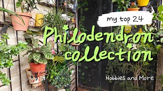 24 unique Philodendron collection Plant tour [upl. by Anoek]