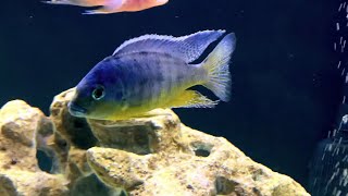 Protomelas Taeniolatus Yellow Chin African Cichlid [upl. by Nifled]