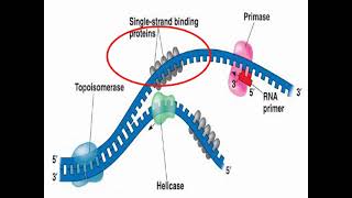 Enzymes of DNA Replication and Synthesis [upl. by Pachton]