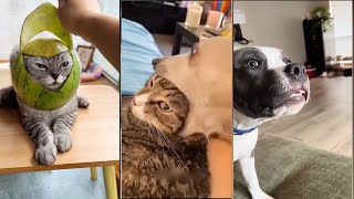 Funniest Cats and Dogs 😂 Ultimate Pet Fails Compilation Part 39 Cant Stop Laughing [upl. by Seidler448]