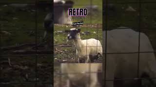 Screaming Goats Take Over the Internet A Viral Sensation [upl. by Ymor]