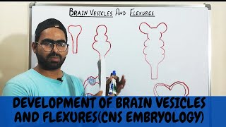 BRAIN VESICLES AND FLEXURES DEVELOPMENT  CNS EMBRYOLOGY [upl. by Shaddock21]