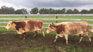 DKF HEYWOOD HEREFORD X SHORTHORN COWS amp CALVES [upl. by Wende]