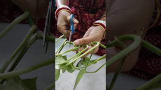 How to Grow Money Plant Propagation from single leaf।Money Plant cutting🌱।shorts [upl. by Notlef793]