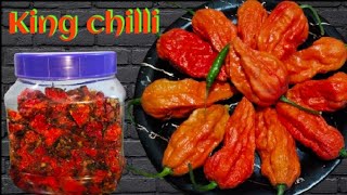 Bhut jolokia chilli acharKing chilli pickleHow to preserve ghost pepper [upl. by Retsev]