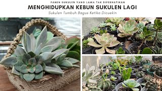 succulent Panen Sukulen Setelah Sekian Lama  Kembali Menghidupkan Kebun Sukulen Yang Terabaikan [upl. by Medardas]