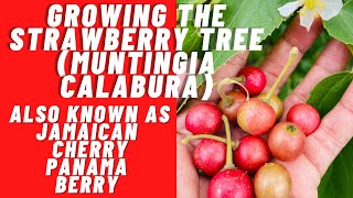 Growing The Strawberry Tree Muntingia Calabura Also Known As Jamaican Cherry Panama Berry [upl. by Aynotahs]