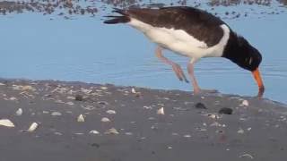 Eurasian Oystercatcher foraging [upl. by Ociral]