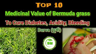 Medicinal Value of Bermuda grass  Cynodon dactylon Benefits of Durva grass দুর্বাgrass plant [upl. by Mikahs]