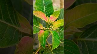 Poinsettia Plant plants shorts [upl. by Aeirdna]