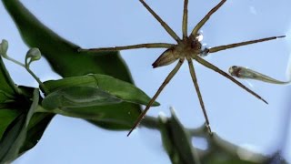 This Terrifying Spider Hunts Fish Underwater [upl. by Ajim]