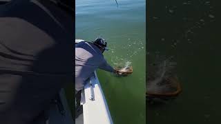 322022 Galveston Bay Sheepshead limit [upl. by Aigroeg]