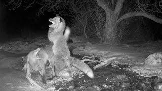 MATING FOXES Caught on live camera  Extremely rare Footage [upl. by Sadoff]