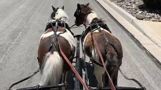 Miniature Horse Carriage [upl. by Grishilde]