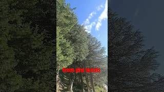 green pine forests near harsil nature travel hill youtubeshorts shorts shortsfeed trending [upl. by Ahsam]