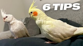 6 Tips On How To Teach Your Bird To Step Up [upl. by Yarod175]