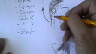 ANATOMIA 20 MUSCULOS DE MIEMBRO SUPERIOR Parte 1 [upl. by Maya]