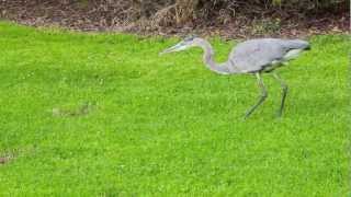 great blue heron on a hunt [upl. by Khoury]