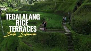 Tegalalang Rice Terraces  Bali Indonesia [upl. by Bobbe]