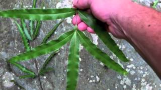 Japanese fern hunt the brake ferns genus Pteris [upl. by Iadrahs991]