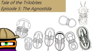 The Tale of The Trilobites Ep 5 The Agnostida [upl. by Alitta]