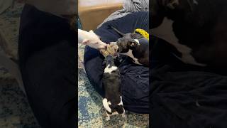 Three Rescue Dogs Play Tug Of War Together Pittie amp Staffy Mix Chihuahua Mix and Pointer Mix Play [upl. by Bergstein]