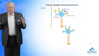 Classic Synaptic Neurotransmission [upl. by Siroled17]