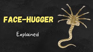 Face Hugger  Explained Alien Lore [upl. by Bohannon]