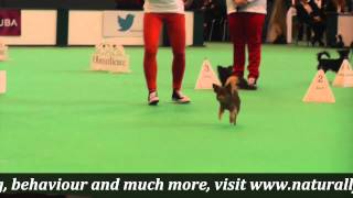 Crufts 2015 Chihuahua Obreedience and Heelwork to Music demo [upl. by Feldman]