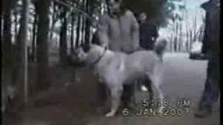 Worlds Strongest Fighter Dog  The Kurdish Kangal [upl. by Lasko]