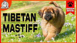 The World of TIBETAN MASTIFFS A Complete Guide to the Breed [upl. by Karab450]