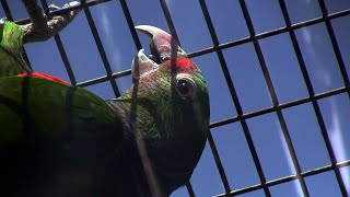 ישראל│Israel│אמזון בעל חזה ויני│Vinaceous breasted Amazon／Parrot│Amazona vinacea│128 [upl. by Youlton753]