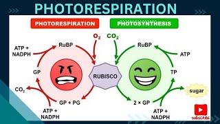 Photorespiration  Photosynthesis in higher plants [upl. by Silsbye]