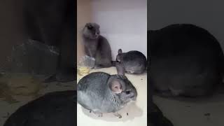 வித்தியாசமான எலி  Chinchilla Dust Baths  Tamil Info Share shorts [upl. by Remo246]